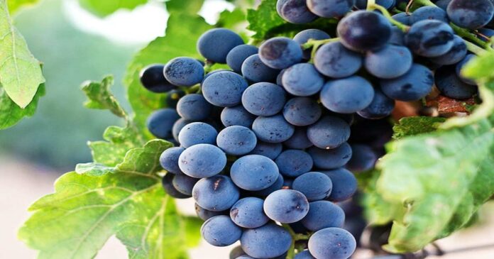 A storehouse of antioxidants; The health benefits of grapes are; Don't be ignorant anymore