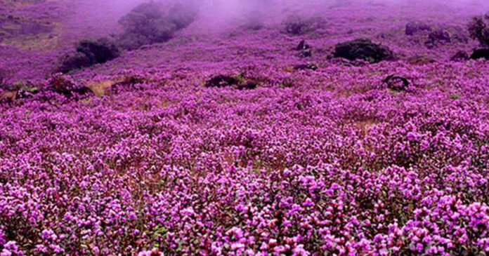 Restrictions on tourists to see Neelakurinji; Henceforth entry is from 6 am to 4 pm