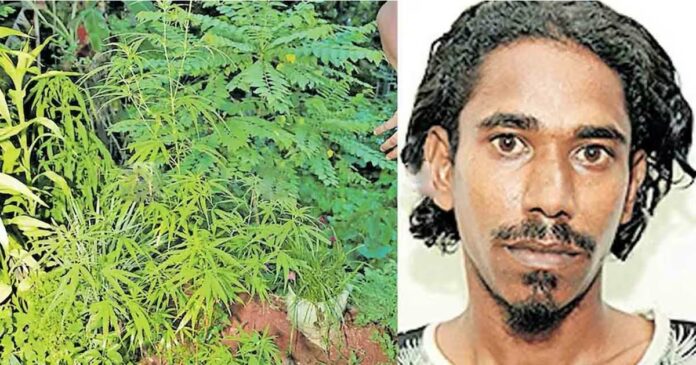 A young man was arrested for growing ganja plants in his backyard