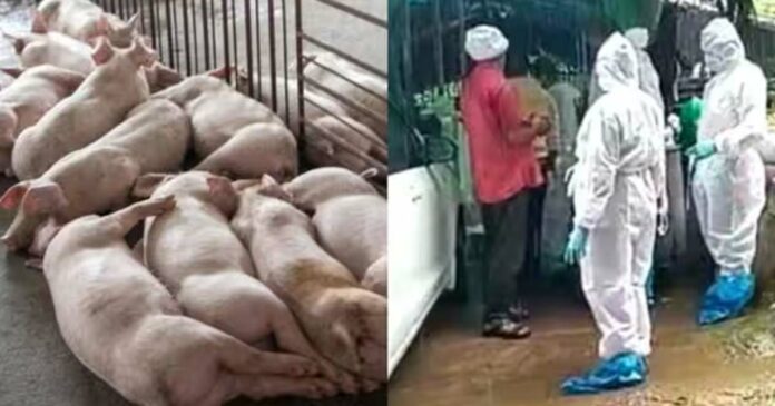 African swine fever; In Thrissur, around 370 pigs in a pig farm were killed and cremated