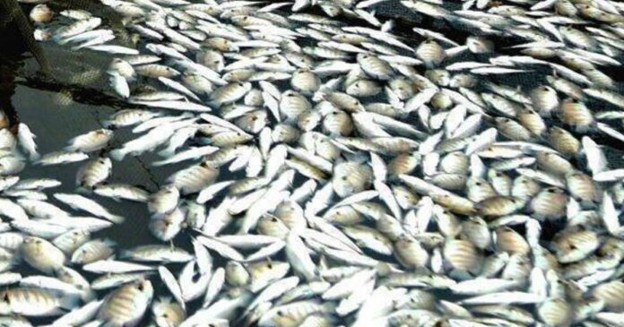 Sulphide and ammonia in lethal amounts in the water sample! Kufos has submitted a preliminary investigation report at mass death of fish in Periyar