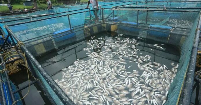 Fish farming in Periyar; The loss is more than ten crores! The fisheries report will be handed over to the government today